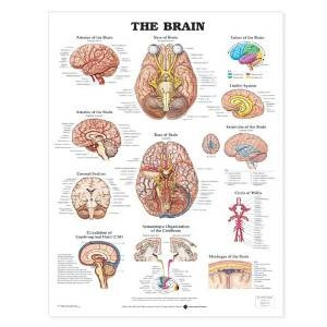 El Cerebro Anatómico Gráfico De La Impresión Del Cartel - 20