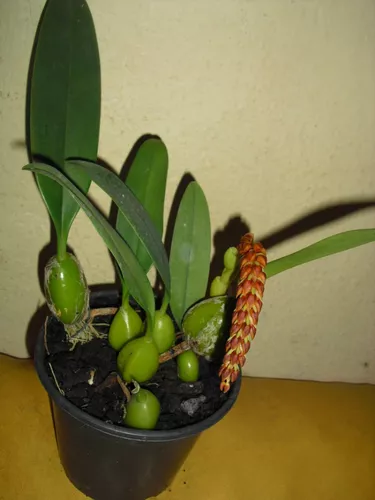 Orquídea Bulbophyllum Careyanum Adulto Com 5 A 6 Bulbos.