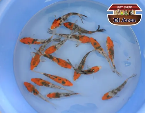 Carpas Koi Importadas