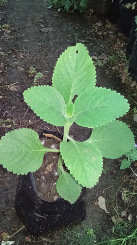 Planta De Boldo De La India Plectranthus Barbatus Medicinal