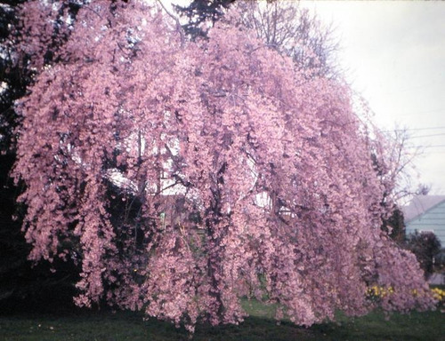 Imagem 2 de 6 de Cerejeira Pendente - Himalaia - Prunus Subhirtella Pendula
