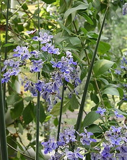 Imagem 5 de 5 de Mudas De Clerodendro Borboleta Azul - Rotheca Myricoides