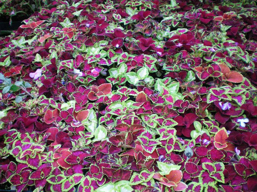 Imagem 6 de 6 de Coleus Arco Iris Coração Magoado 50 Sementes