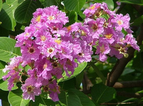 Sementes De Resedá Gigante Lagerstroemia Speciosa Árvore
