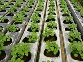 Sem Juros 800lt Nutrientes Completo Hidroponia Fertilizante