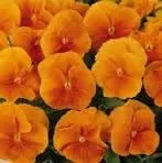 Sementes De Amor Perfeito Laranja Gigante Suiço