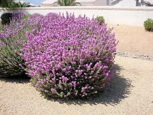 Cenizo (leucophyllum), Hermoso Arbusto Ideal Para La Costa