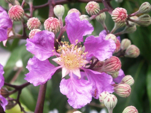 Sementes De Resedá Gigante Lagerstroemia Speciosa Árvore
