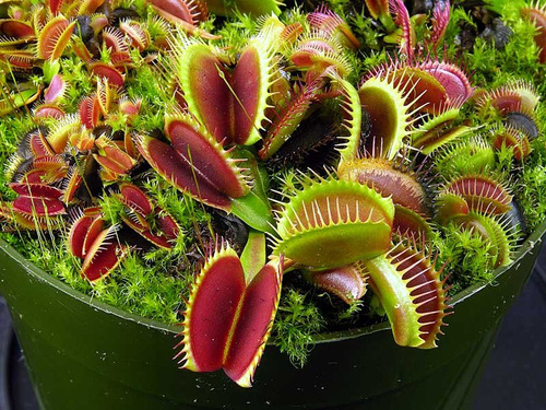 Promoção Duas Plantas Carnívoras Venus Flytrap + Superbrinde