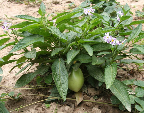 Imagem 4 de 6 de Mudas De Melão Pera (solanum Muricatum) Deliciosa Fruta Doce