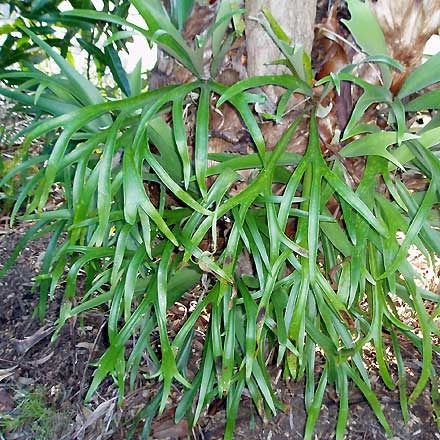 Imagem 6 de 6 de Chifre De Veado Regina/platycerium Regina - Plantada Na Cuia