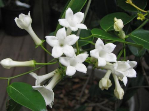 Imagem 1 de 7 de Mudas De Jasmim Madagascar - Lindas Flores Perfumadas Adulta