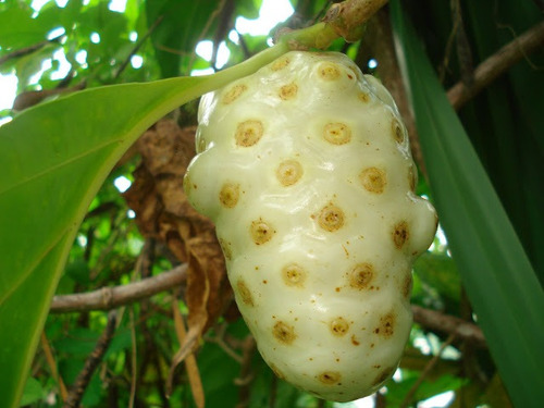 Semente De Noni Fruta Exotica Que  Previne E Conbate O Cance