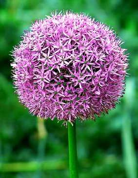 Sementes Allium Giganteum Plantas Mudas Ornamentais Jardim