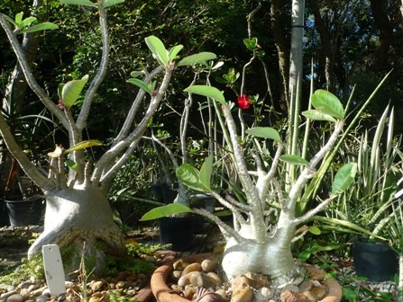 Adenium Pre-bonsai Pequenos, 50 Reais Cada