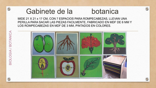 Gabinete De La Botanica Montessori