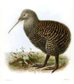 Kiwi - Aves - Nueva Zelandia - Keulemans - Lámina 45x30 Cm.