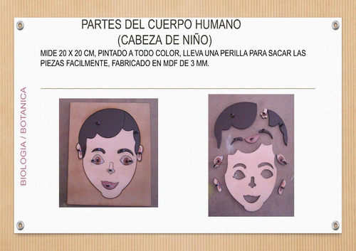 Partes Del Cuerpo Humano Montessori