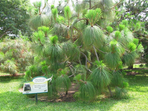 260 Semillas (10 Gamos) Pino Michoacano - Pinus Devoniana
