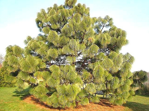 Semillas De Pino Ocote - Pinus Montezumae 10 Gr. Aprox. 400