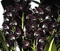 Orquidea Cymbidium Preto