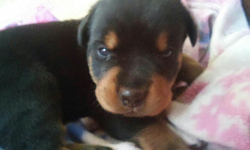 Imagen 5 de 6 de Cachorros Rottweiler