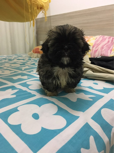 Filhote Shih Tzu