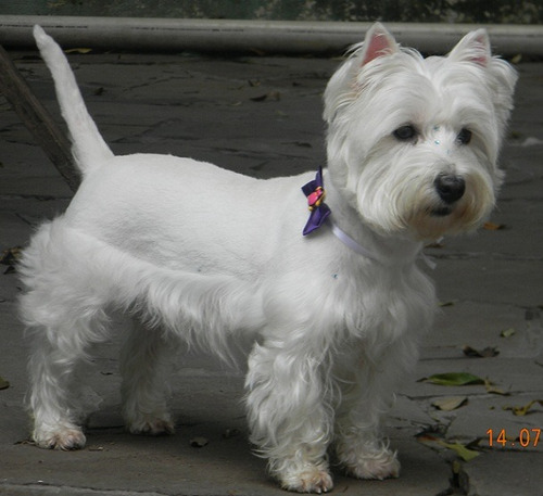 Venda De Filhotes Da Raça West Highland White Terrier.