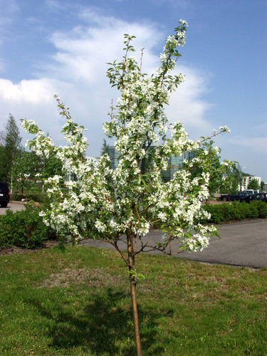 10 Semillas De Malus Baccata - Manzano De Siberia Codigo 980