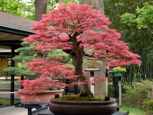 Semillas Bonsai Maple Exoticas