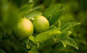 Limas, Arbol De Citrico  Dulzón Muy Especial