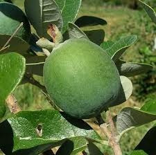 Guayabo Criollo, Arbol De Deliciosa Fruta Muy Ramif.