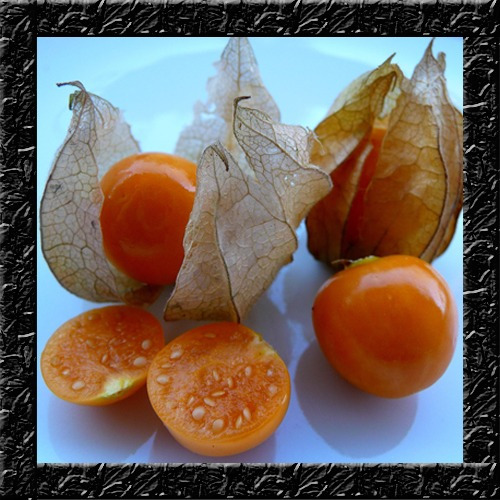 Physalis Edulis - Goldenberry Cape Sementes Fruta P/ Mudas