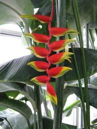 Flores Exóticas Heliconia Rostrata