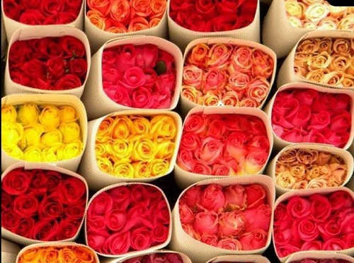 Cartón Microcorrugado Blanco Envolver Rosas Flores 200 Und
