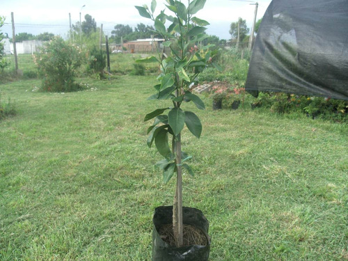 Limonero Grande +tierra Abo Regalo Envio Gratis Montevideo!!