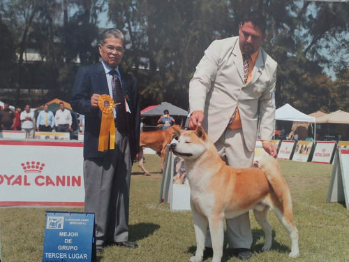 Autenticos Akita Inu (japones)  Calidad Exposicion