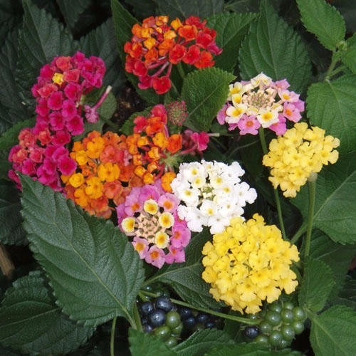 50 Sementes De Flor Lantana Câmara Sortidas / Cambará