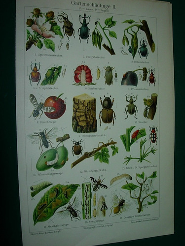 2 Litografias Antiguas Grabado Alemania Año 1890 Insectos