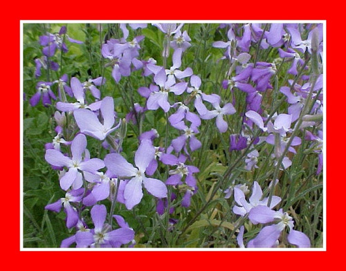 100 Sementes De Flor Perfume Da Noite - Matthiola Bicornis  