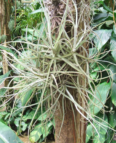 Tillandsia Streptocarpa - Bromelia