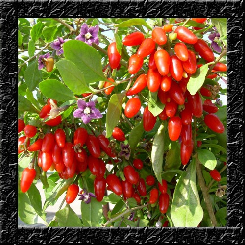 Imagem 3 de 9 de Goji Berry Do Tibet Lycium Chinense - Sementes Para Mudas