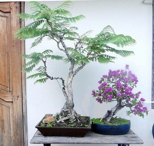 60 Semillas De Árbol Jacaranda + Guía - Nueva Cosecha
