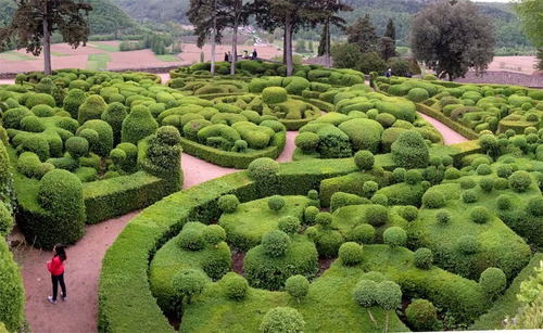 Imagem 8 de 9 de Buxus Sempervirens Cerca Viva Topiaria - Sementes P/ Mudas