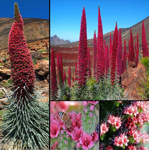 Torre De Jóias Echium Wildpretii Flor 10 Sementes Para Mudas