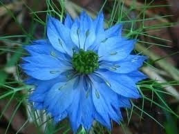 Amor En Un Hilo 10 Semillas Nigella Sol Sdqro2