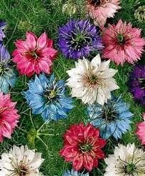 Amor En Un Hilo 10 Semillas Nigella Sol Sdqro2