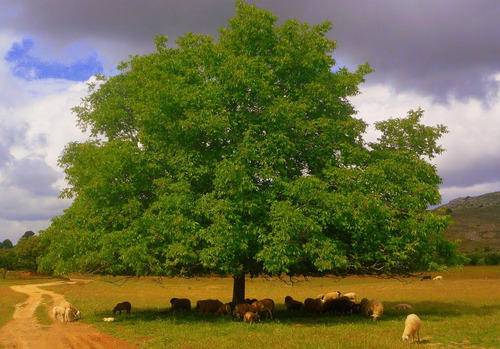 Árbol De Pecán - Robustos - 2 M - Cañuelas