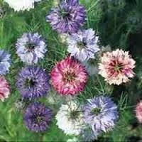 Amor En Un Hilo 10 Semillas Nigella Sol Sdqro2
