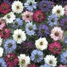 Amor En Un Hilo 10 Semillas Nigella Sol Sdqro2